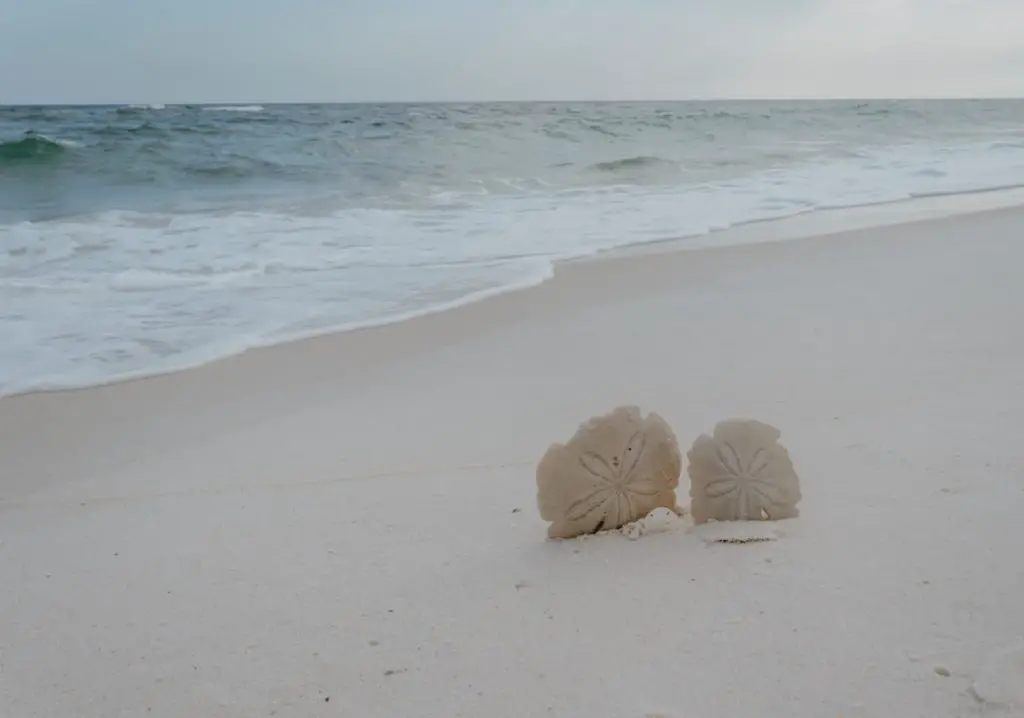 sand dollars on the beach