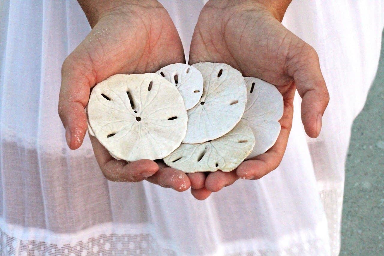 sand dollar blockchain