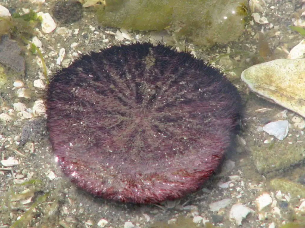 sand dollar with spines