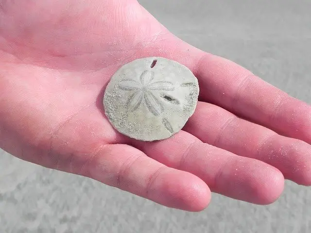 Why Are Sand Dollars Called Sand Dollars Explained