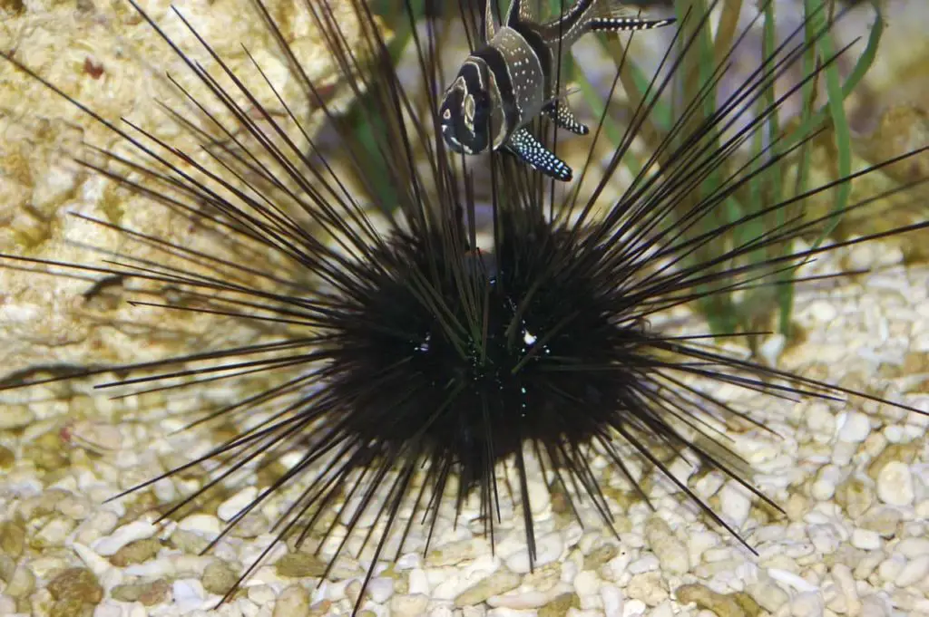 sea urchin spines