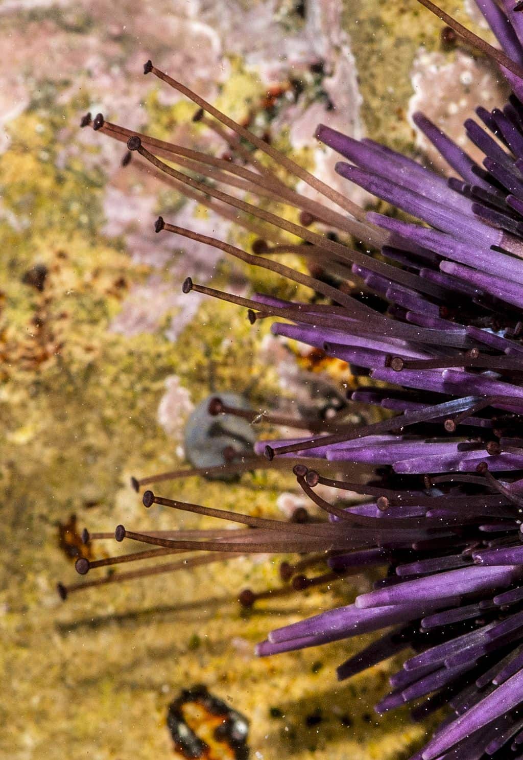 sea urchin 100 foot journey