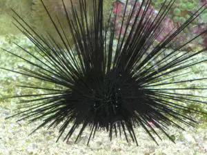 long spines sea urchin