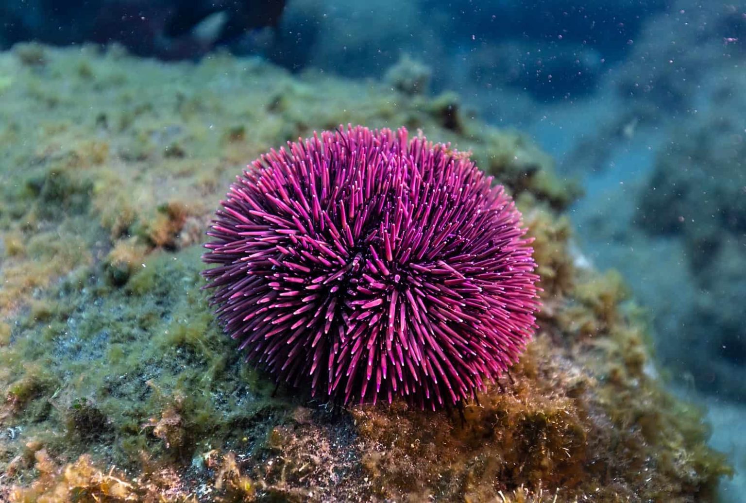 sea-urchins