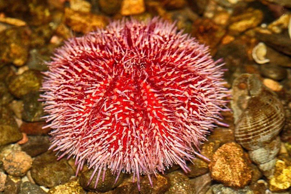 sea urchin moving