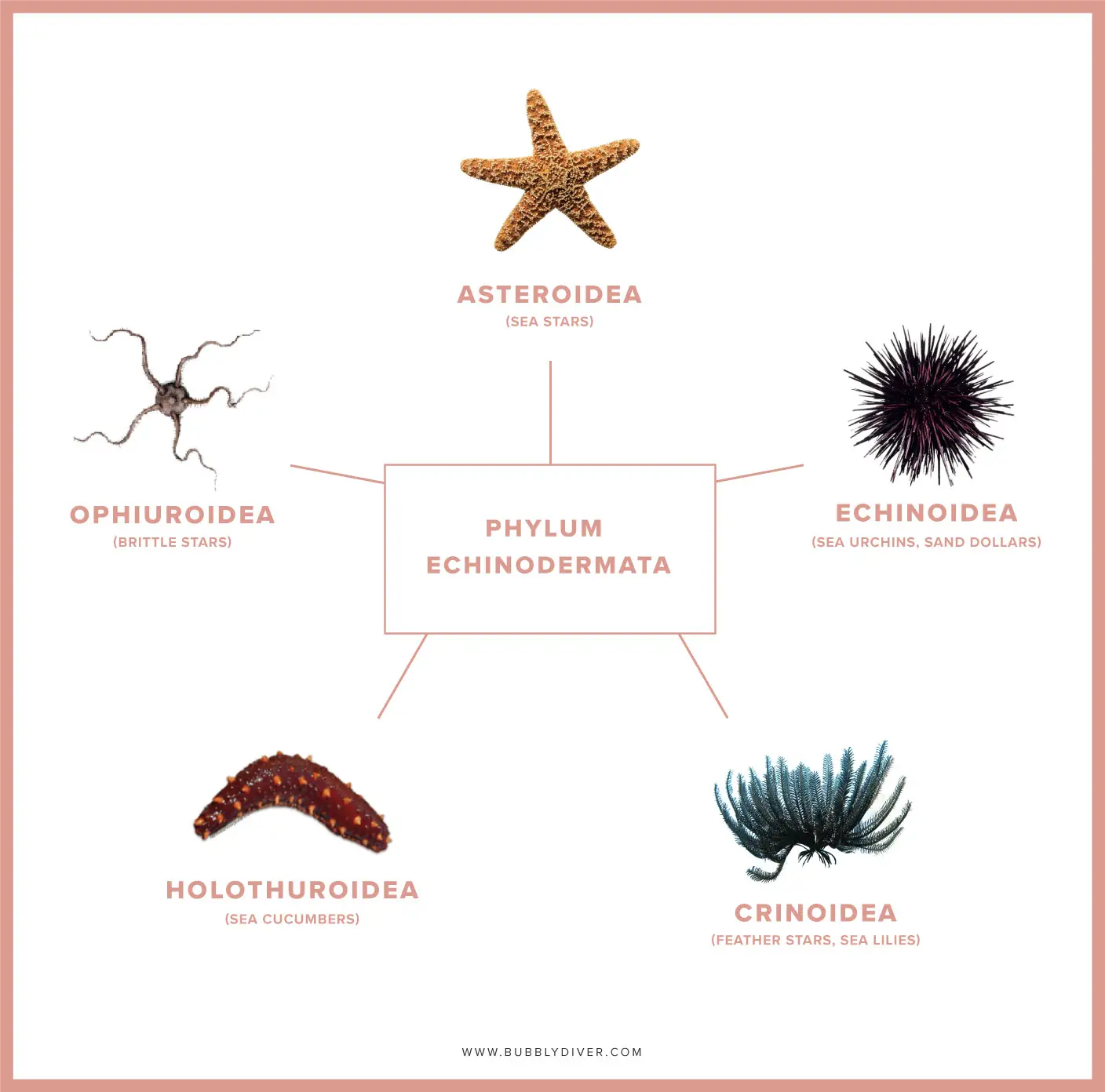 phylum echinodermata classification