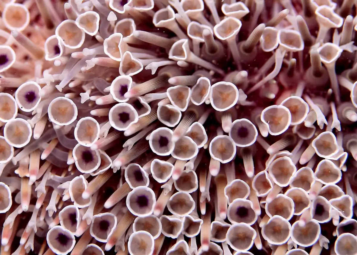 pedicellariae sea urchin