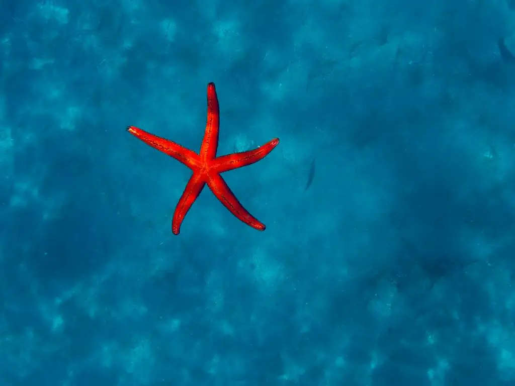 do starfish have blood or hearts