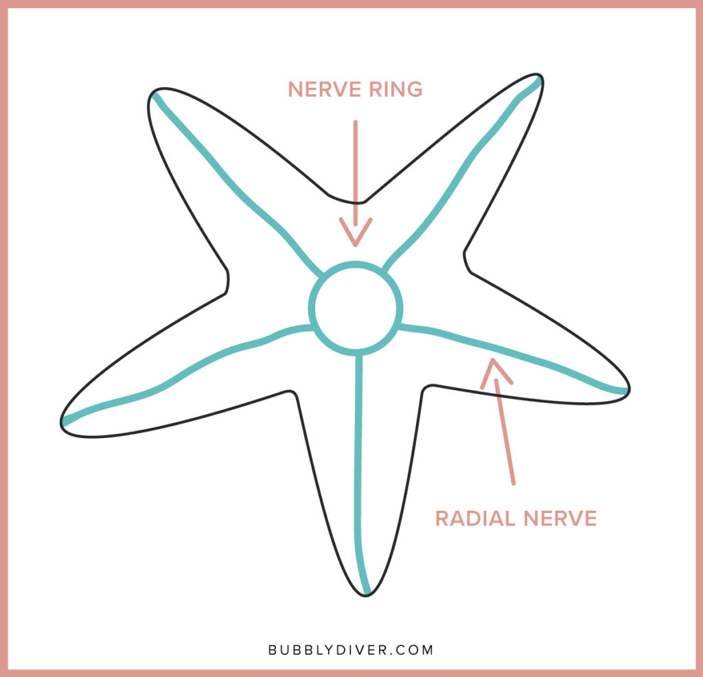starfish nerve ring
