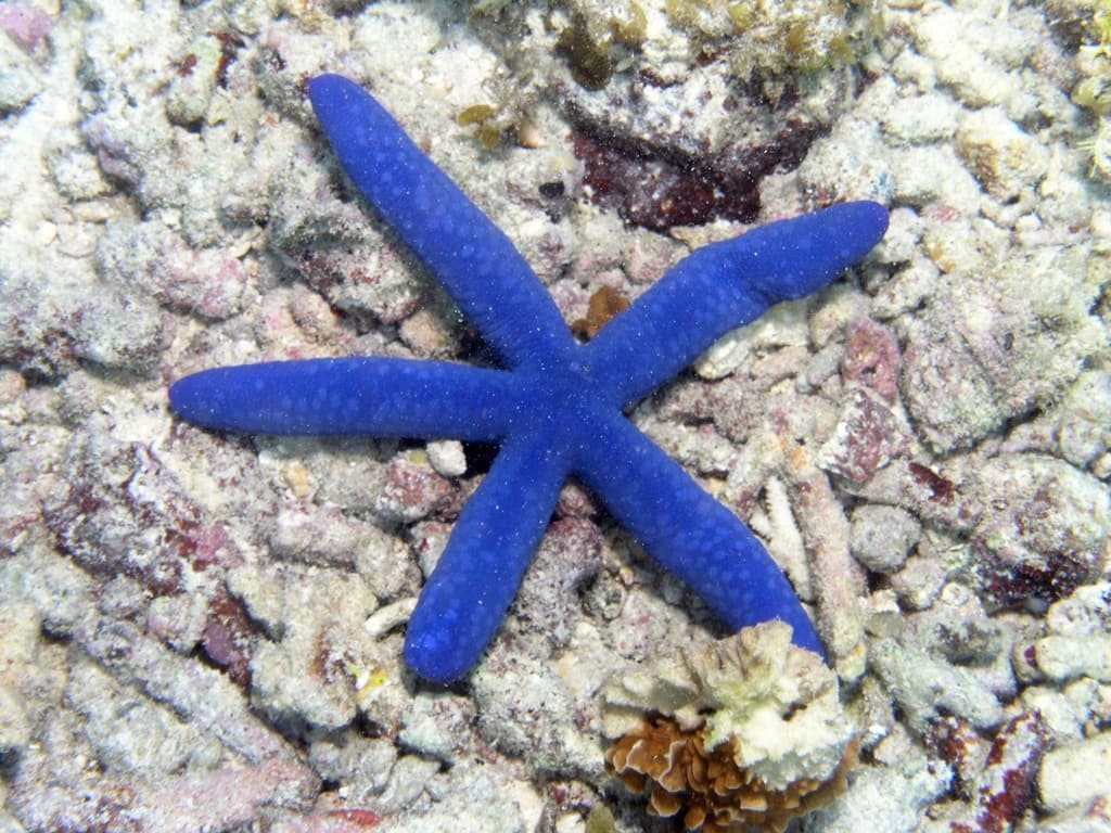do starfish have eyes