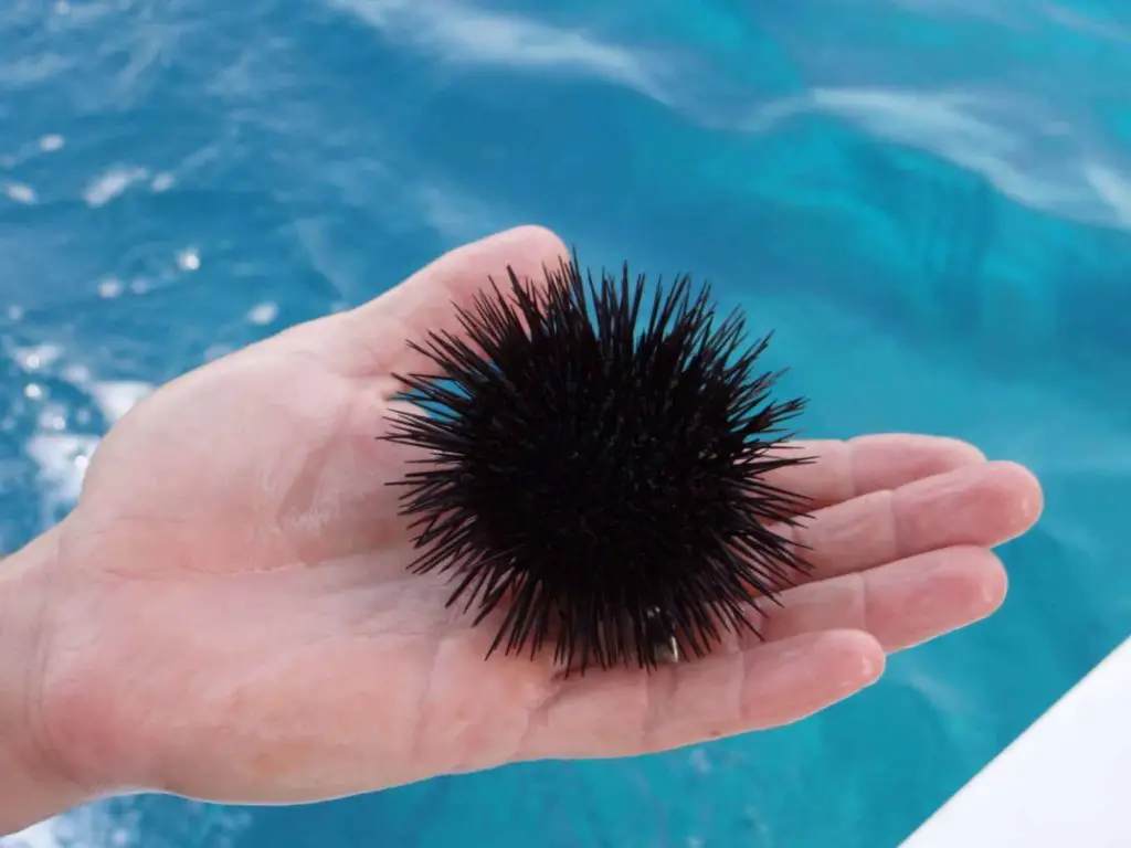 black sea urchin spines