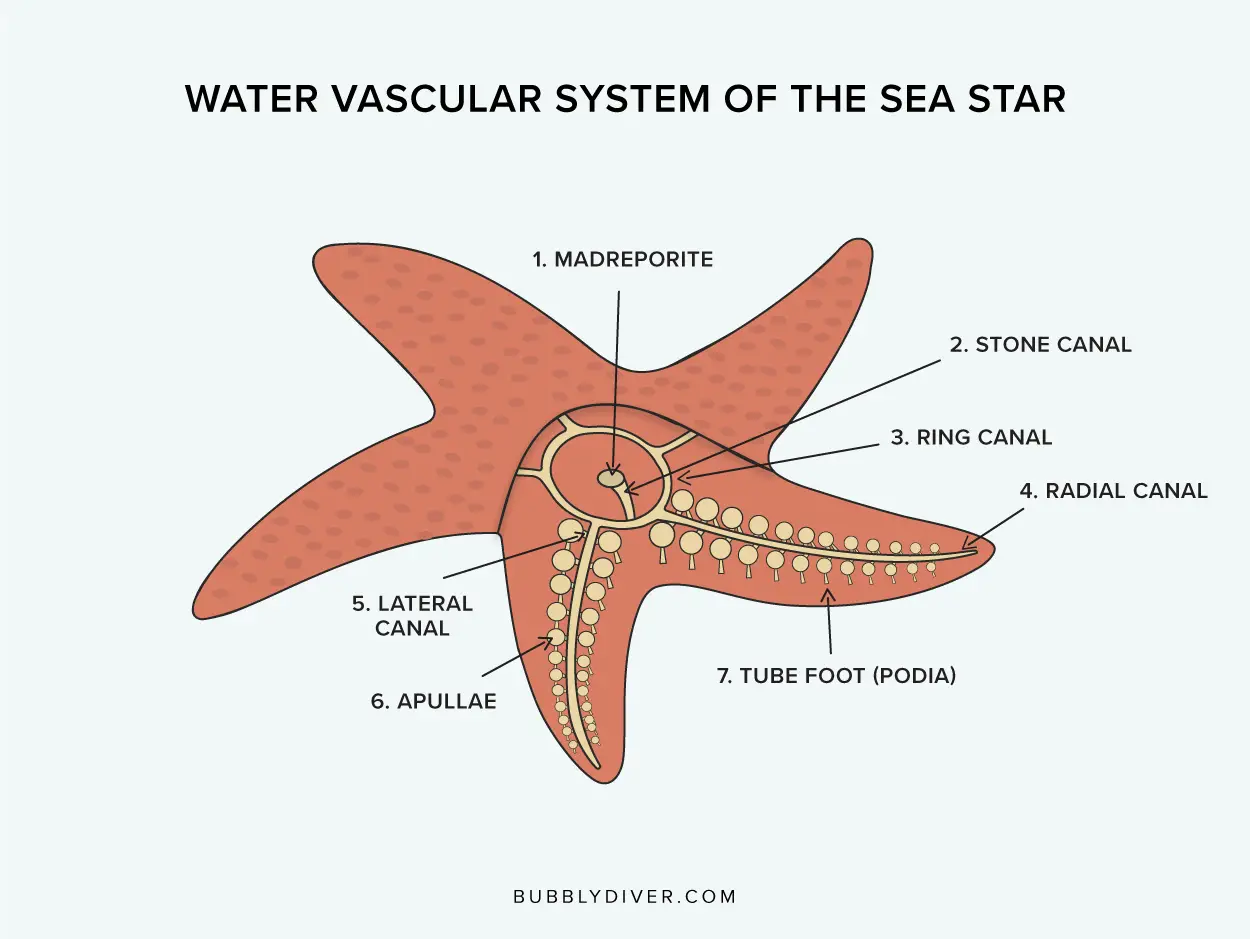 Water Vascular System of The Sea Star