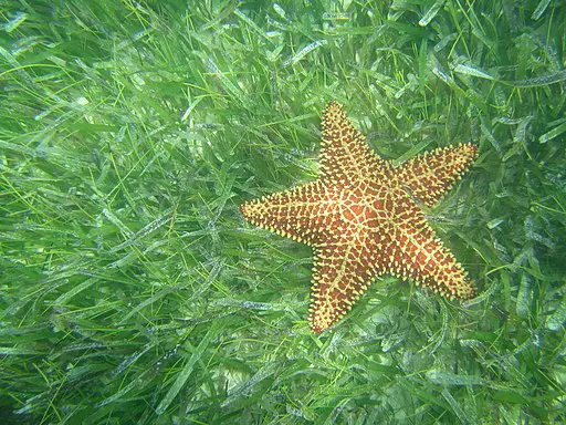 Cushion Sea Star On Seagrass Meadow