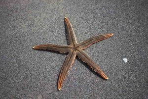 can starfish live in freshwater