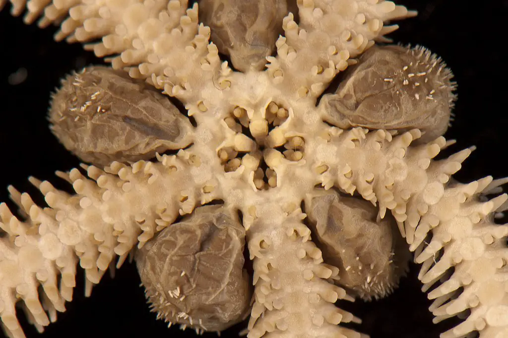 brittle star jaws