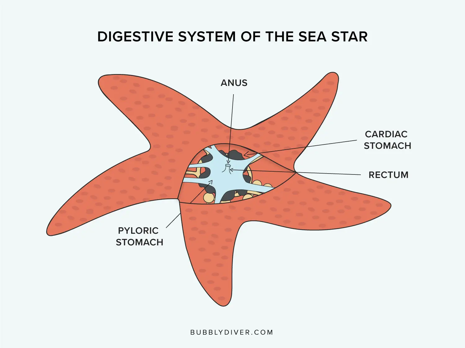 digestive system of a starfish