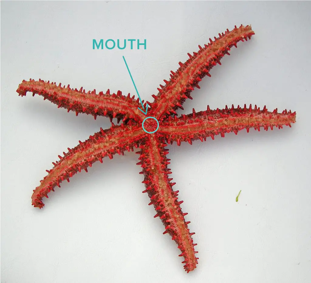 Starfish Mouth