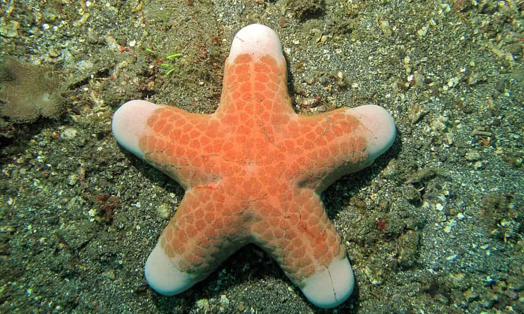 Decomposer Sea Star 