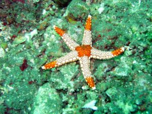 what do starfish do