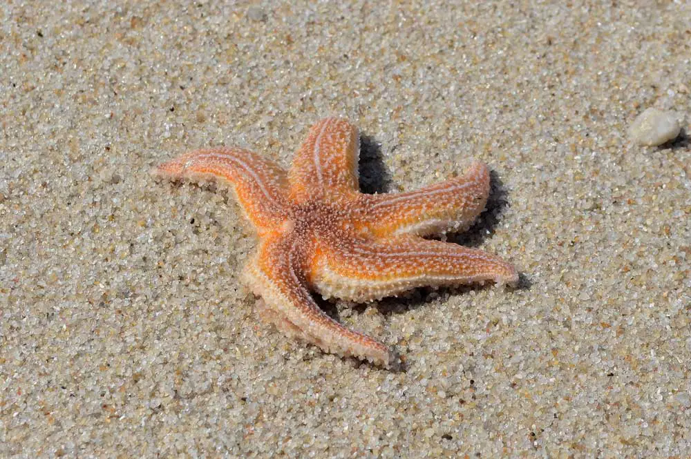 can starfish swim