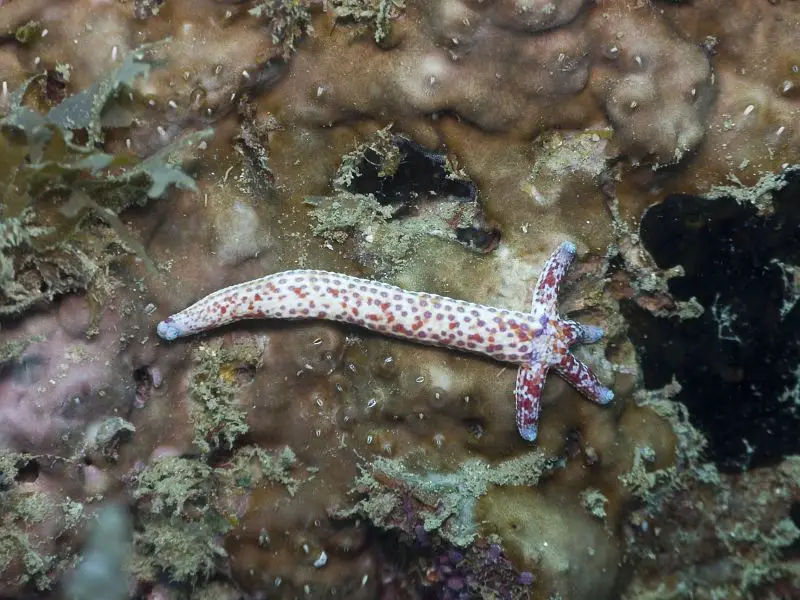 Starfish regrowing from one arm
