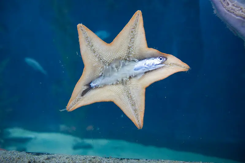 starfish eating fish 