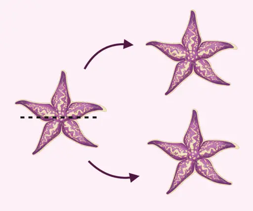 starfish fission