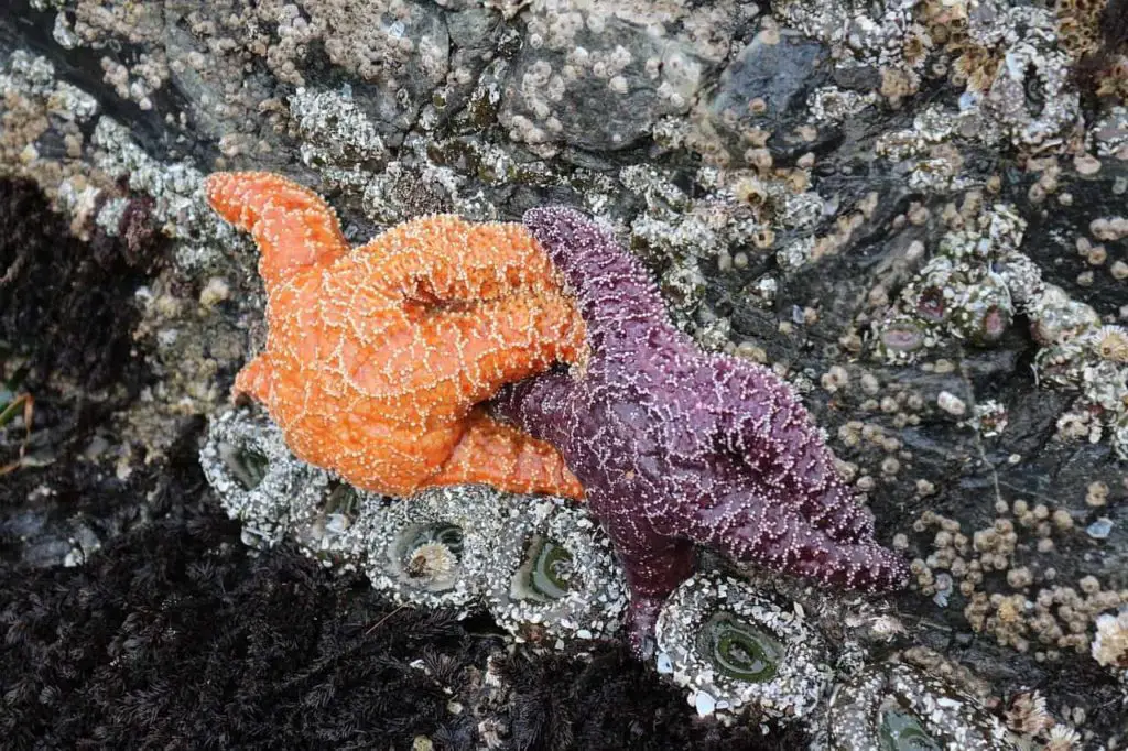 Are starfish keystone species