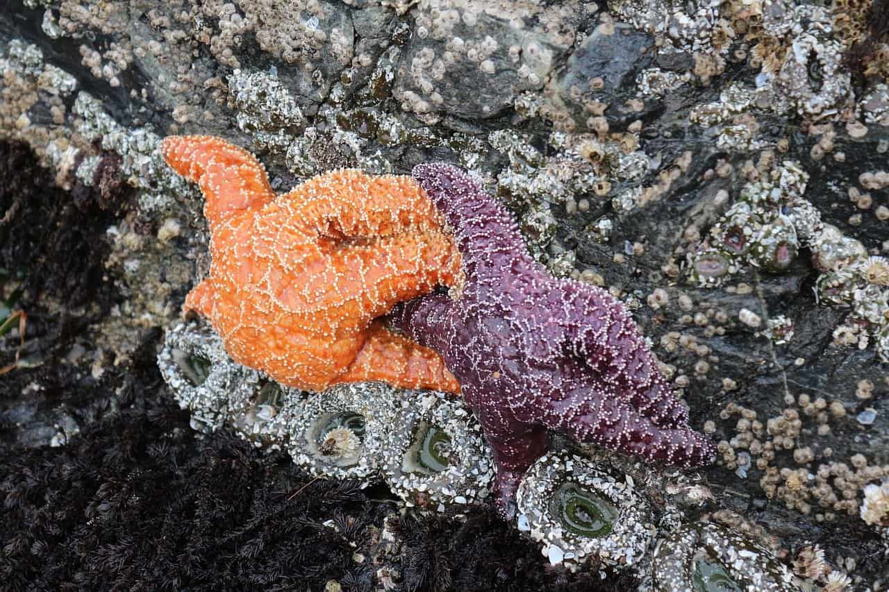 Are Starfish Keystone Species? (Explained) - Bubbly Diver