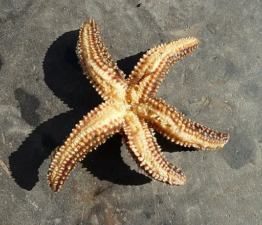 Forbes sea star in Flordia