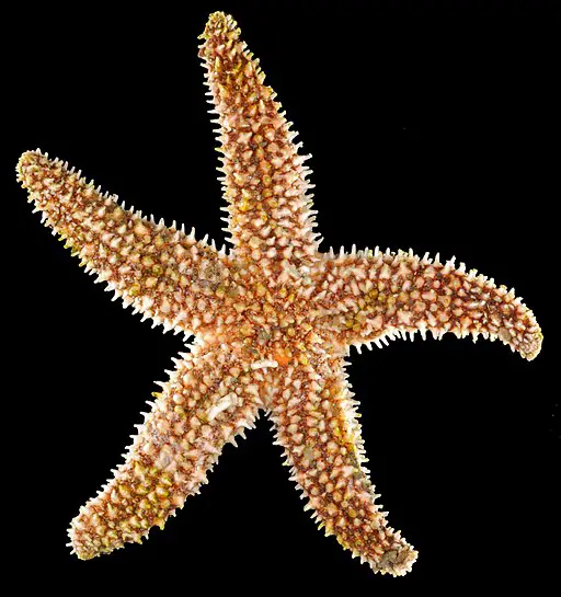 Forbes sea star in Flordia