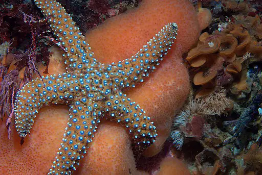 Giant Sea Star in California