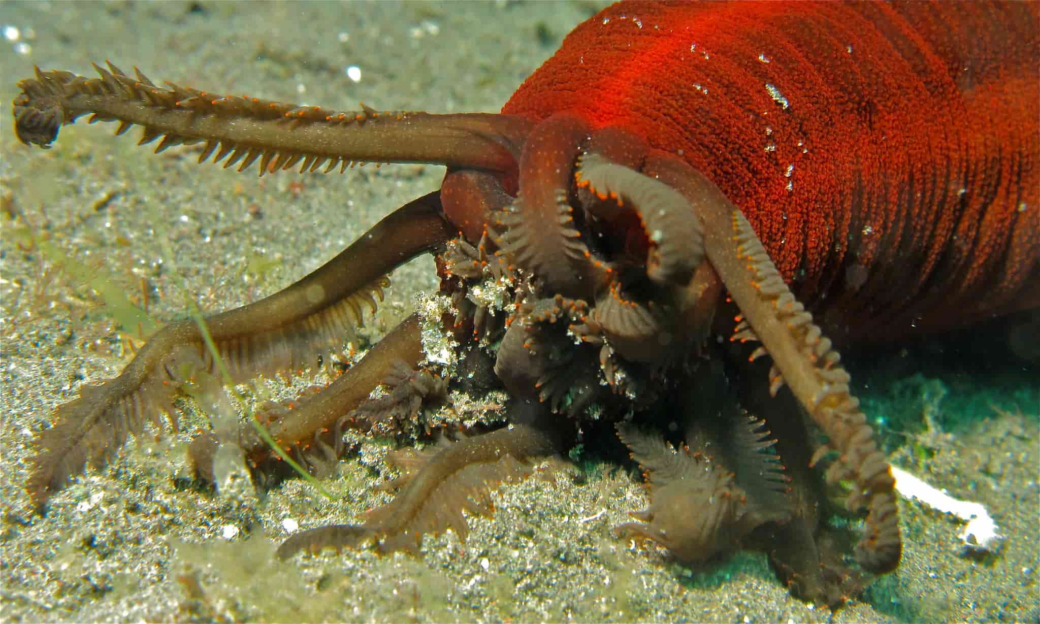 How Do Sea Cucumbers Eat? - Bubbly Diver