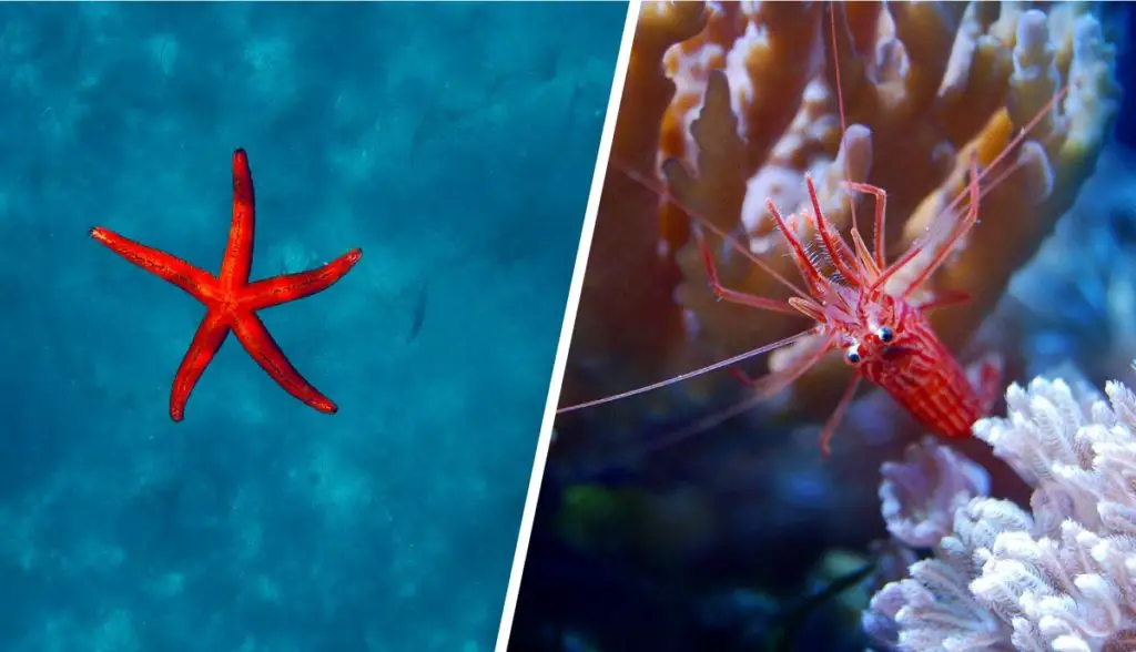s-A-Starfish-A-Crustacean