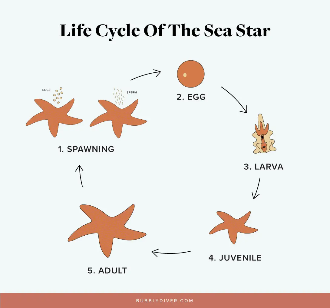 life cycle of the sea star
