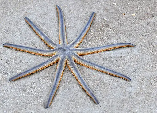 Nine armed Sea Star in florida