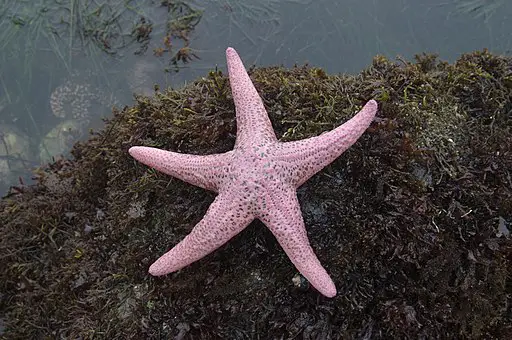 Pink Sea Star in California
