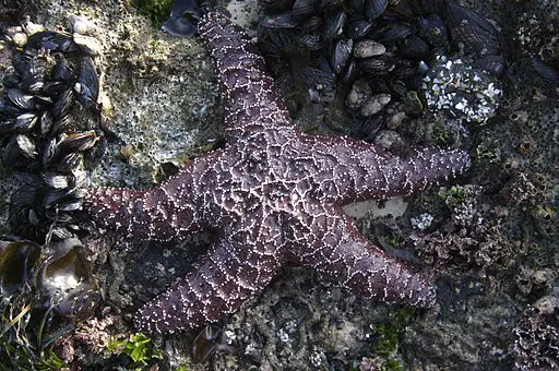 purple sea star on the rock