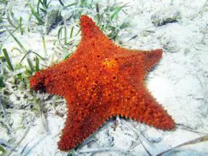 red cushion star in flordia