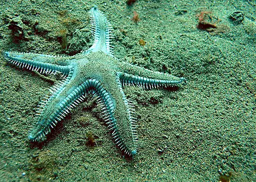 Spiny Sand Star in California
