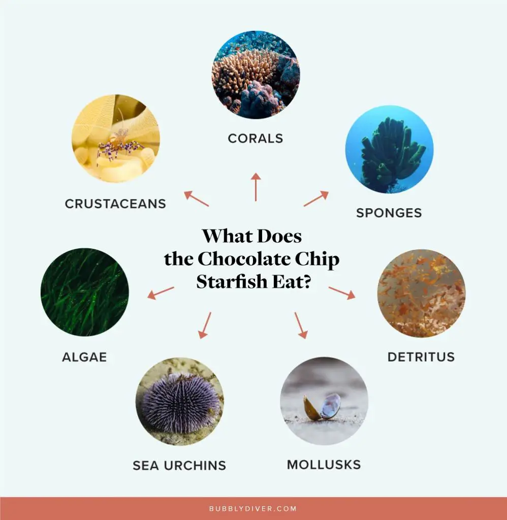 what do chocolate chip starfish eat