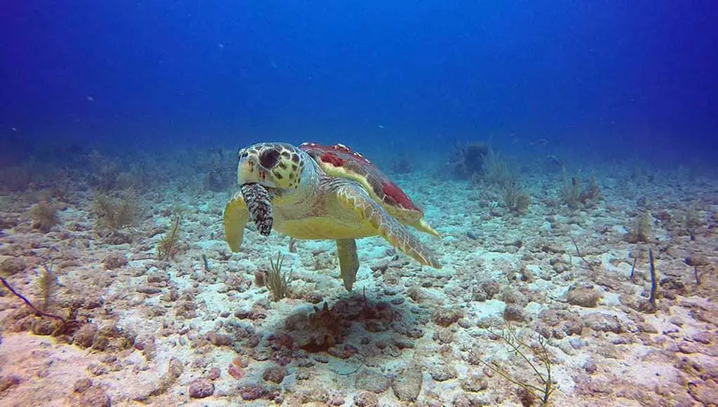 sea turtle eating sea cucumber