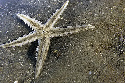 two-spined sea star in Flordia