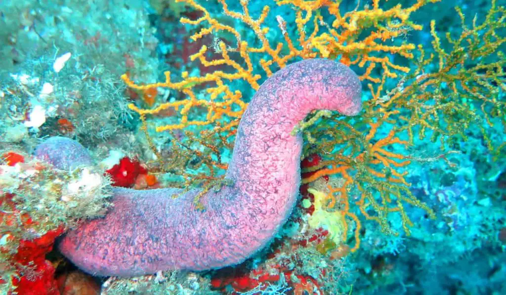 where do sea cucumbers live