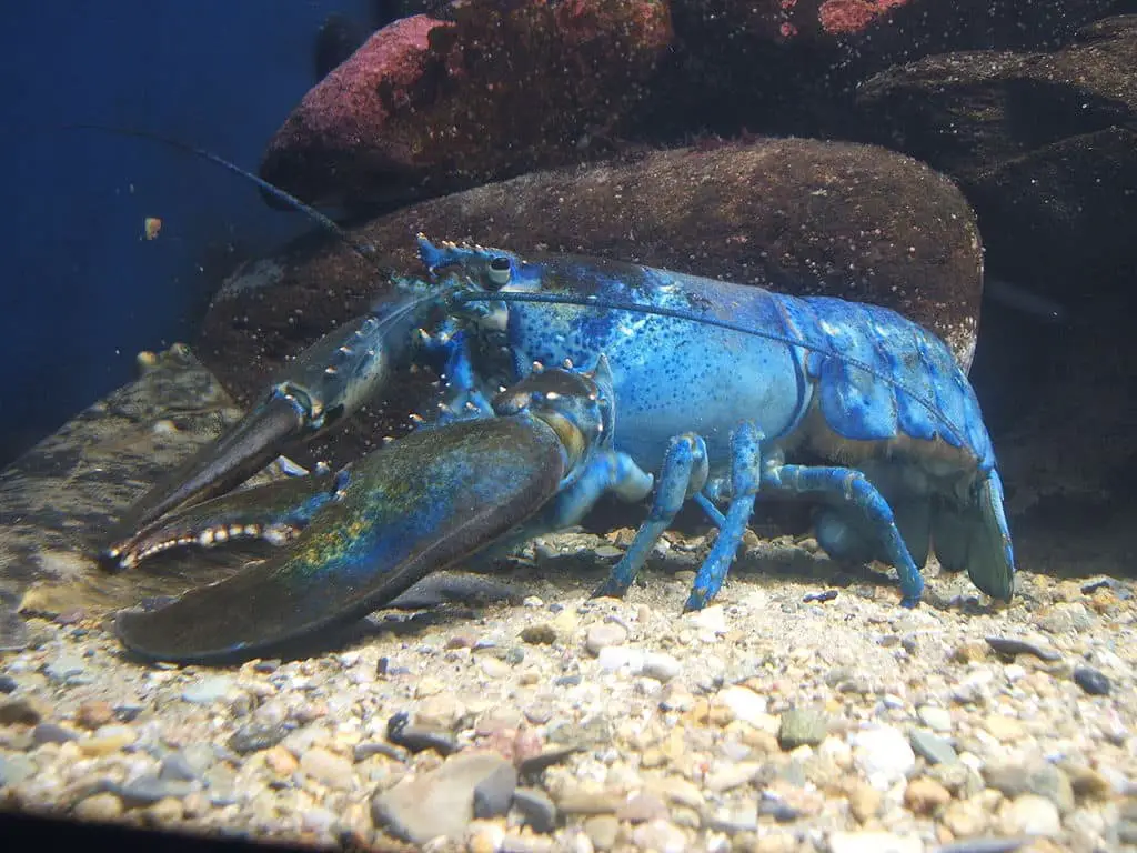 Rare split-colored lobster on display at Seacoast Science Center