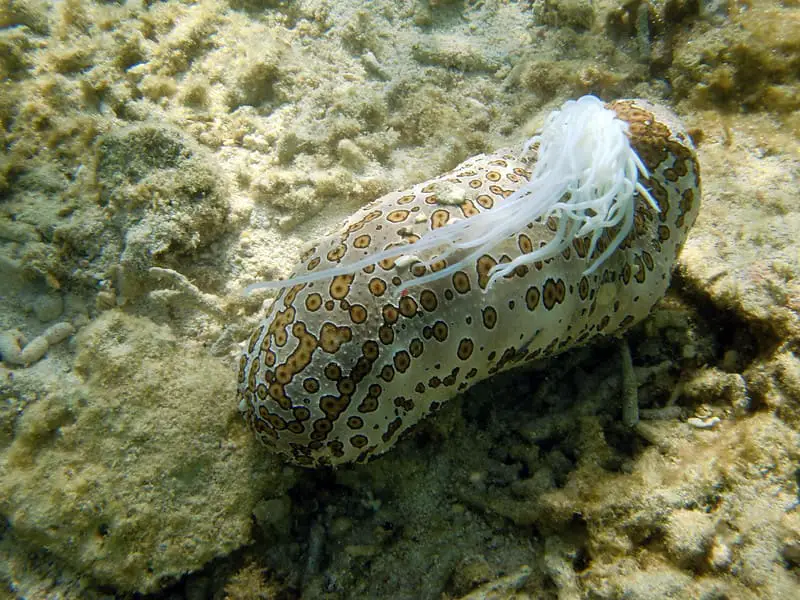 Sea Cucumber Expelling Organs
