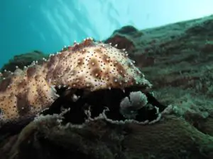 sea cucumbers moving