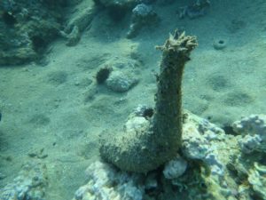 how do sea cucumbers reproduce