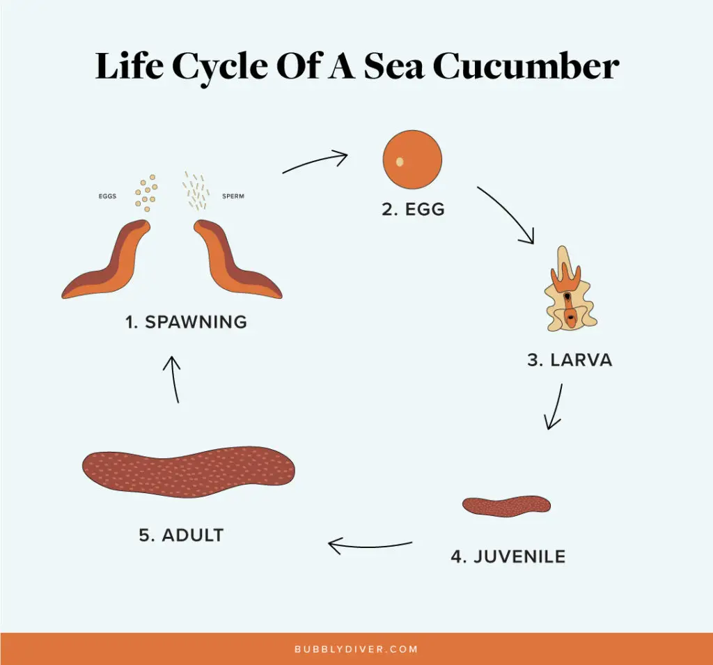 Life Cycle Of A Sea Cucumber