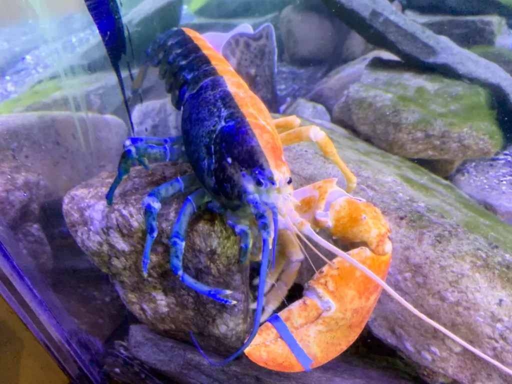 split-colored lobster